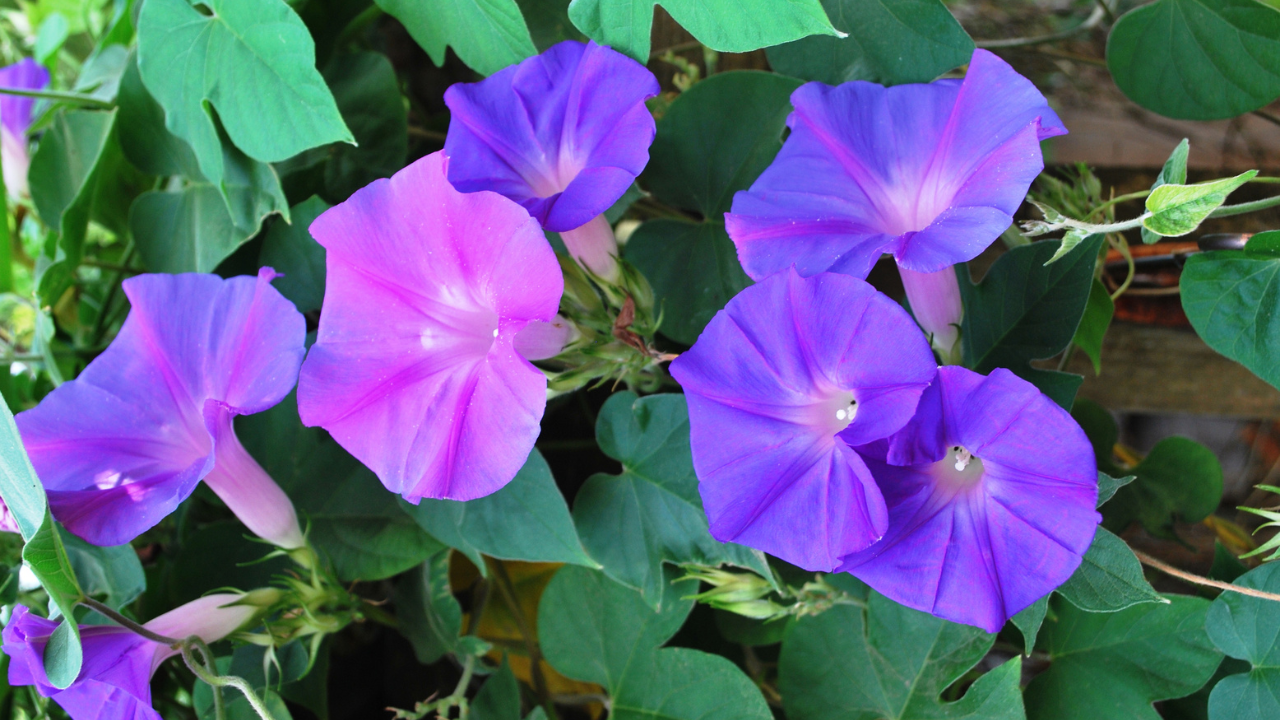 12 Fleurs du Mois de Naissance et Leur Signification ·